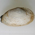 Mya arenaria (Soft-shell Clam)