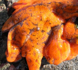Botryllus schlosseri Image 1-orange from SFBay