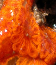 Botryllus schlosseri Image 6-detail of previous orange