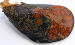 Botryllus schlosseri Image 9-dark orange on mussel