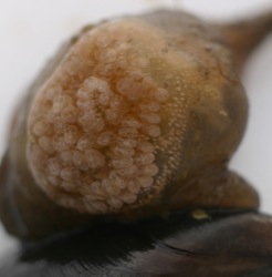 Botrylloides violaceus Image 7-closeup small tan colony