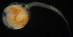 Botrylloides violaceus Image 9-larva