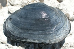 Mya arenaria Image 2-dark shell