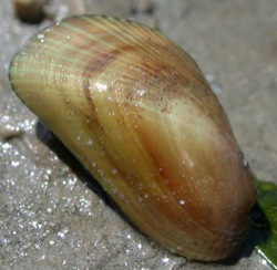 Musculista senhousia (Green Bagmussel)