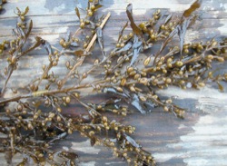 Sargassum muticum Key Image